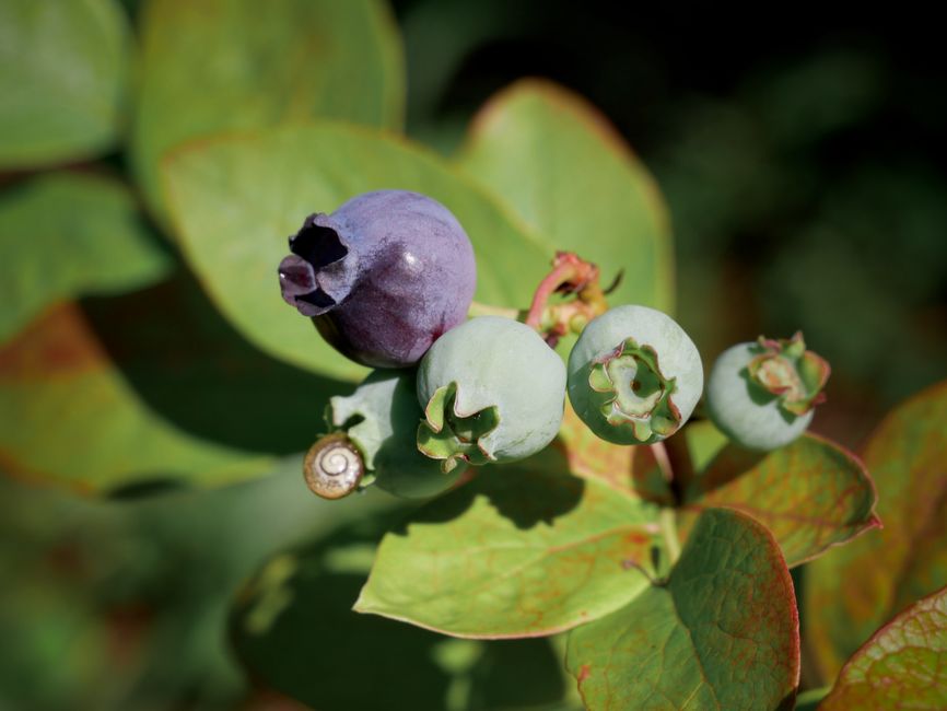 Do Blueberry Studies Support Claims About Memory, Blood Pressure, Blood Sugar, and Exercise Recovery?