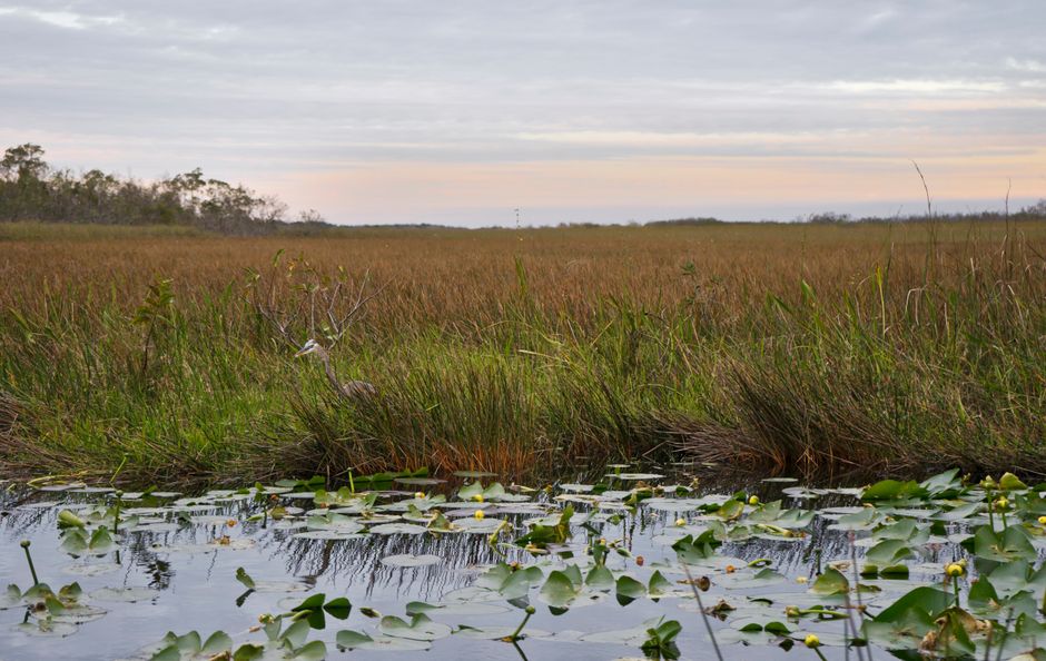 Can I Take an Everglades Airboat Tour If I Use a Wheelchair?
