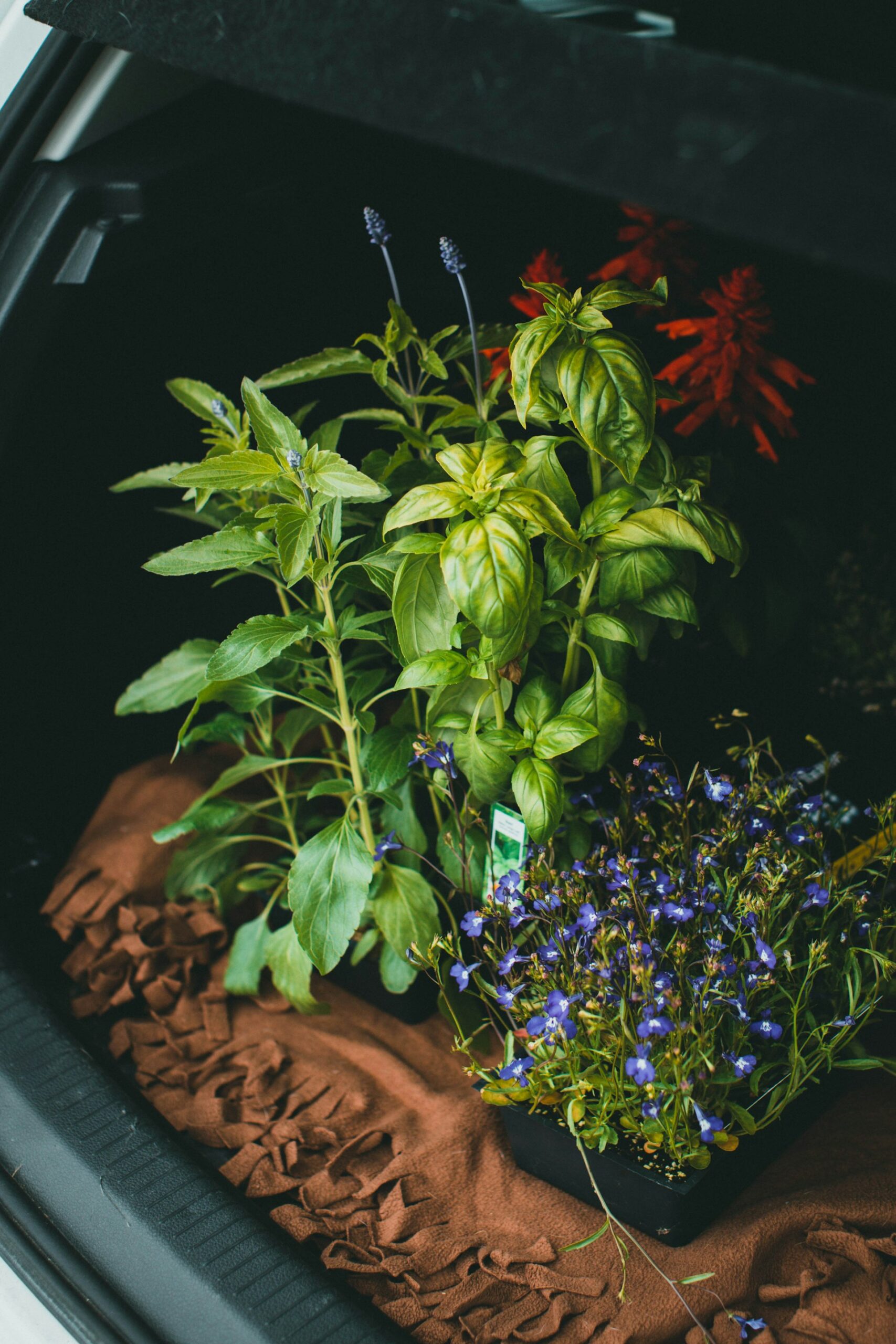 Smart Raised Bed Companion Planting Combinations for a Thriving Garden