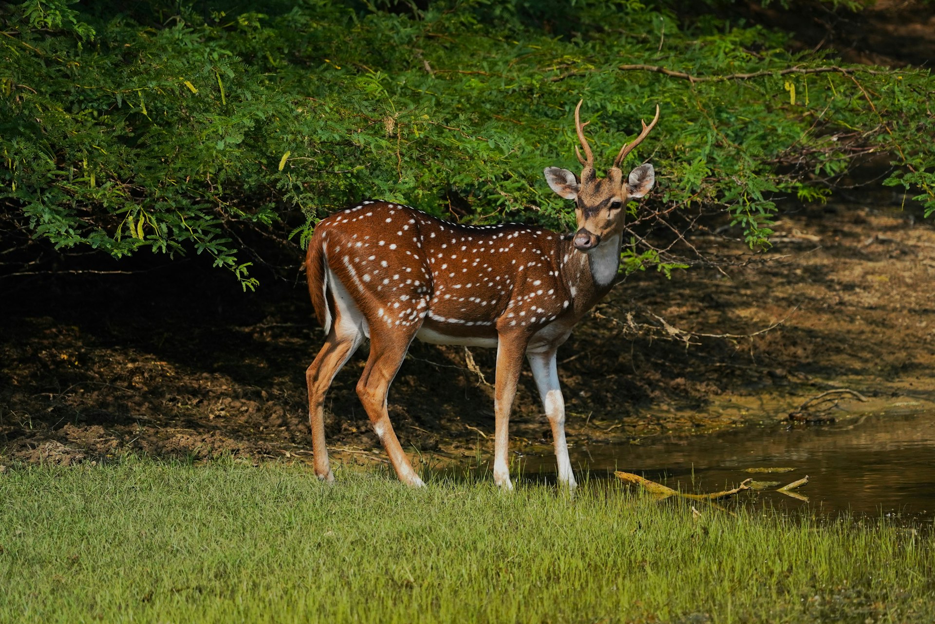 Authentic Wildlife Encounters: Explore Nature's Wonders in Their True Habitats