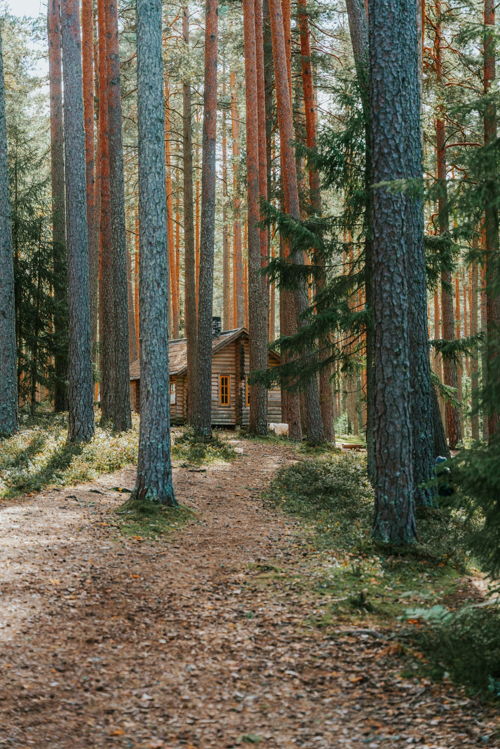 Immersive Forest Living: Experiences, Benefits, and Practical Guidance